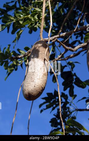 De longs fruits en forme de pomme de terre pend dans la voûte d'un arbre appelé 'arbre de l'utilisation' sur la grande île d'Hawaï. Banque D'Images