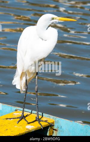 L'élégant Grand Egret. Les grands Egrets sont de grands oiseaux à longues pattes qui se dévont avec de longs cols en S et longs. Banque D'Images