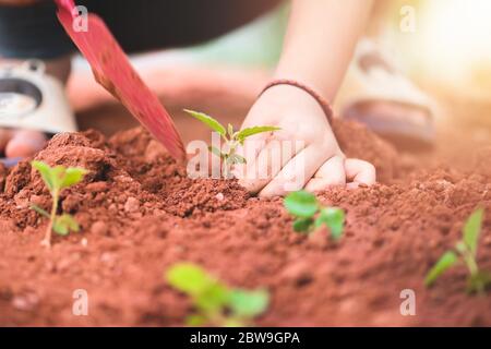 Petite fille asiatique plantant le jeune arbre de semis sur le sol dans le jardin main de gros plan Banque D'Images