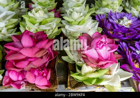 Fleurs de Lotus en vente à l'extérieur du temple du complexe relique de la dent sacrée à Kandy au Sri Lanka. Les fleurs sont utilisées comme offrandes par les bouddhistes. Banque D'Images