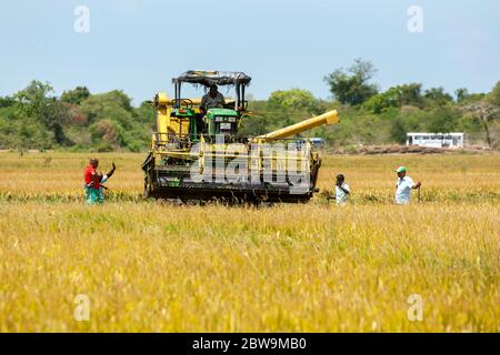 Une récolteuse mécanique est mise en place pour commencer à récolter un champ de riz près de Panama, dans l'est du Sri Lanka. Banque D'Images