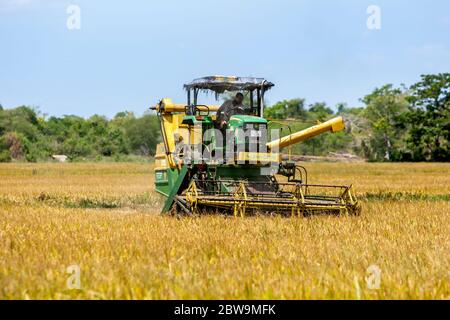 Une récolteuse mécanique commence à récolter un champ de riz près de Panama, dans l'est du Sri Lanka. Banque D'Images
