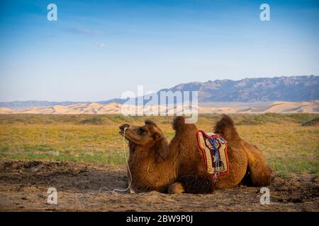 Chameau de Bactrian près de chanter dunes de sable atcKhongoryn Els dans le désert de Gobi, Mongolie, mongol, Asie, asiatique. Banque D'Images