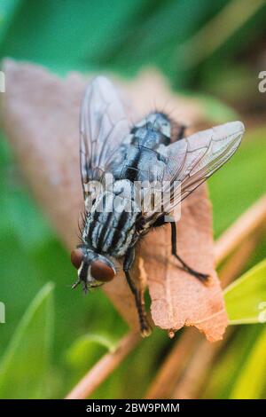 Mouche maison mouche (Musca domestica) sur fond vert Banque D'Images