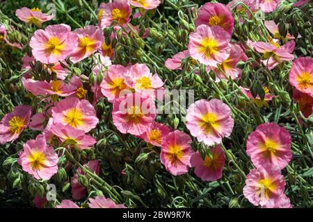 Rock Rose Helianthemum nummularium 'Rhodanthe Carneum' Banque D'Images