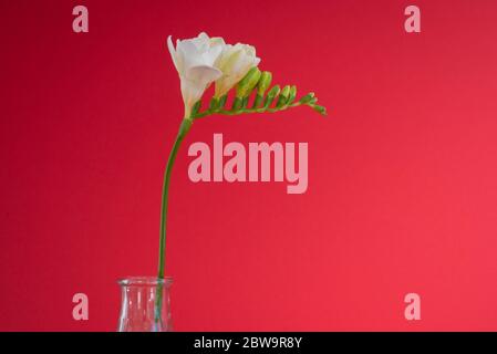 Gros plan d'une seule tête de fleur de freesia blanche dans un petit vase en verre transparent placé sur un fond rouge utilisant la lumière naturelle Banque D'Images