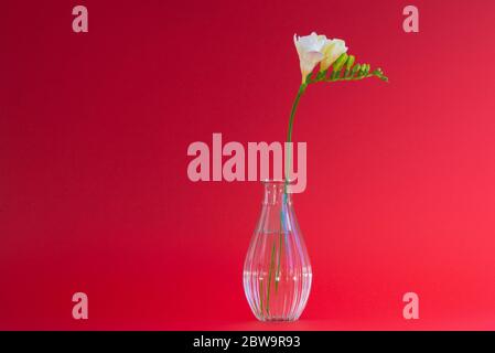 Tête de fleur de freesia blanche unique dans un petit vase en verre transparent sur un fond rouge utilisant principalement la lumière naturelle Banque D'Images