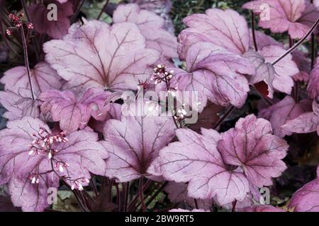 Heuchera Leaves Heuchera 'Georgia Plum' Garden Flowers Heuchera Flowage Decorative Plant Lobed Purple Rose feuilles plus foncées veines élancées Banque D'Images