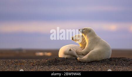 Une photo de trois jolis ours blancs moelleux et enfuyés qui regardent le coucher de soleil sur un sol sablonneux à Kaktovik, en Alaska Banque D'Images