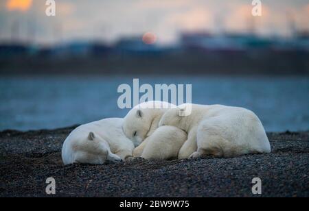 Une photo de trois jolis ours blancs moelleux dormant les uns sur les autres sur fond urbain à Kaktovik, en Alaska Banque D'Images