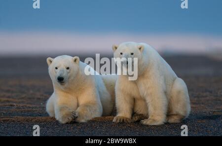 Une photo de deux jolis ours polaires moelleux a fait face à une caméra couchée sur un sol sablonneux dans un habitat naturel à Kaktovik, en Alaska Banque D'Images