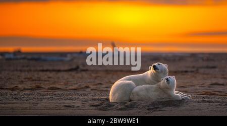 Une superbe photo au coucher du soleil d'un ours polaire mère couché avec son cub sur un terrain sablonneux à Kaktovik, en Alaska Banque D'Images