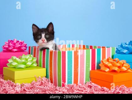 Petit chaton Tuxedo noir et blanc qui se dresse dans une boîte cadeau d'anniversaire à rayures colorées entourée de cadeaux aux couleurs vives avec des noeuds. Rose con Banque D'Images