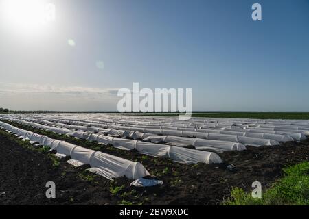 Champ agricole de pommes de terre couvert de serres Banque D'Images