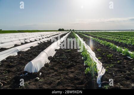 Champ agricole de pommes de terre couvert de serres Banque D'Images