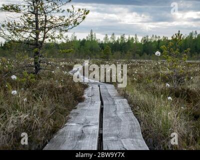 Arrière-plan naturel de la forêt de tourbières. Végétation marécageuse, passerelles en bois dans le marais, végétation sauvage, marais Niedraju Pilkas, Lettonie Banque D'Images