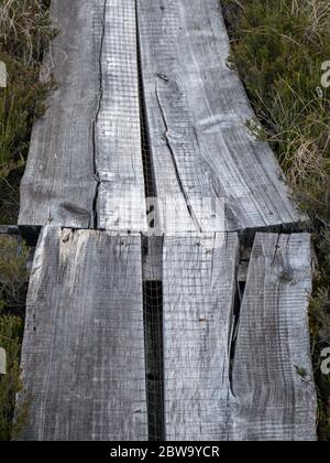 Arrière-plan naturel de la forêt de tourbières. Végétation marécageuse, passerelles en bois dans le marais, végétation sauvage, marais Niedraju Pilkas, Lettonie Banque D'Images