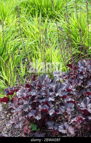 Nouvelles feuilles fraîches Heuchera 'Obsidian' et Miscanthus Banque D'Images