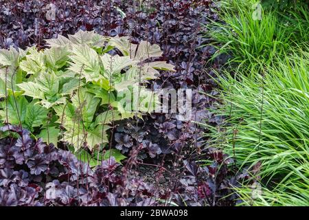 Rodgersia podophylla pousse dans les nouvelles feuilles fraîches de Heuchera 'Obsidian' et de Miscanthus Banque D'Images