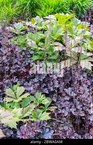 Rodgersia podophylla pousse dans Heuchera 'Obsidian' Banque D'Images