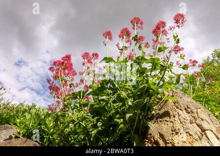 Le rubère de Centranthus valérien rouge pousse sur la roche Banque D'Images