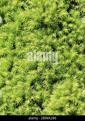 Epicéa canadien Picea glauca CONICA. Épinette blanche. Arbre à feuilles persistantes de conifères décoratif au printemps Banque D'Images