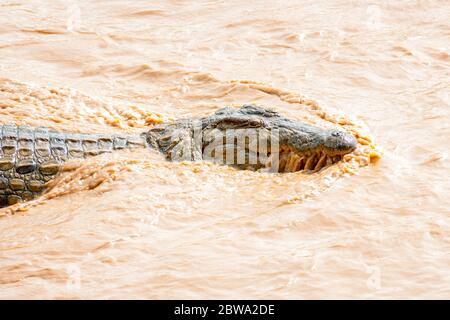 Crocodile du Nil, Crocodylus niloticus, dans le fleuve Ewaso Ngiro. Réserve nationale de Samburu. Kenya. Afrique. Banque D'Images