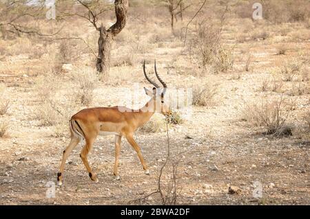 Impala commun, Aepyceros melampus. Homme dans la réserve nationale de Samburu. Kenya. Afrique. Banque D'Images