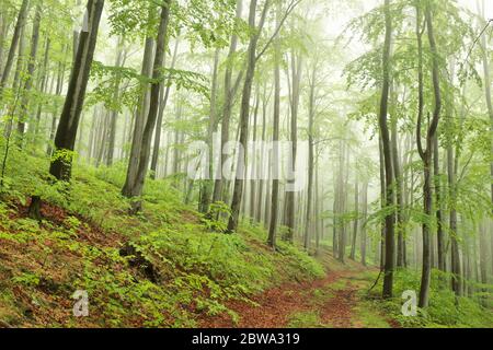 Hêtre dans la forêt printanière par temps brumeux et pluvieux. Banque D'Images