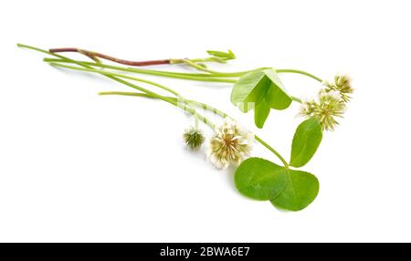 Trifolium repens, le trèfle blanc également connu sous le nom de trèfle hollandais, trèfle de Ladino, ou Ladino. Isolé Banque D'Images