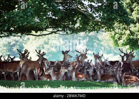 Deer au château de Raby près de Staindrop dans le comté de Durham, restez à l'ombre sous les arbres pendant que le temps chaud continue. Banque D'Images