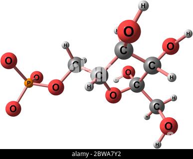 Le fructose 6-phosphate ou ester de Neuberg est un sucre de fructose phosphorylé sur le carbone 6. illustration 3d Banque D'Images