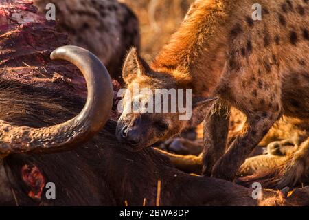 heyna et petits afrique, kgalagadi, kalahari Banque D'Images