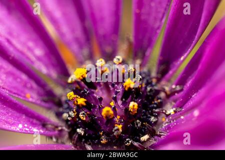 Gros plan d'une fleur de pâquerette africaine montrant du pollen jaune à l'intérieur Banque D'Images