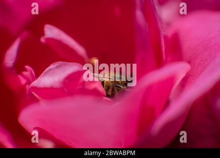 Une seule abeille est profondément ancrée dans des pétales colorés et lumineux. Banque D'Images