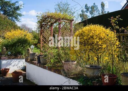 Dans un jardin anglais en avril montrant des arbustes à fleurs jaunes Forsythia et une frontière mixte dormante qui vient lentement à la vie Banque D'Images