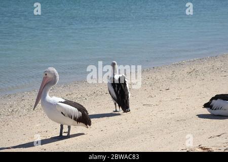 pelican assis sur la plage et nageant dans l'eau Banque D'Images