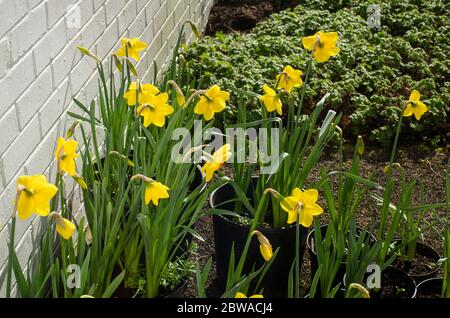 Jonquilles cultivées en pots pour être placées à la frontière et sur des patios au Royaume-Uni Banque D'Images