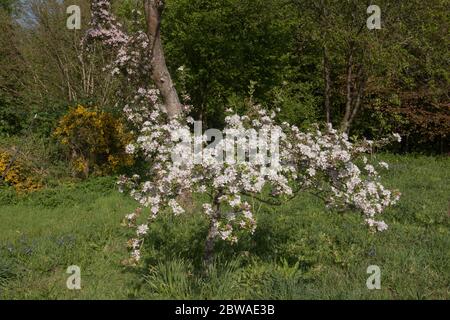 Floraison printanière Blossom sur un arbre de pomme (Malus domestica 'Sunset') croissant dans un verger dans un jardin de campagne de Cottage à Devon rural, Angleterre, Royaume-Uni Banque D'Images