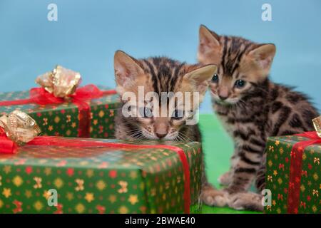 Deux chatons bengale mignons sont assis près des cadeaux de la fête. Animaux de compagnie. Banque D'Images