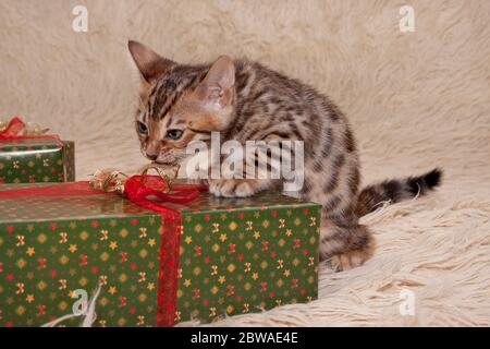 Le joli chaton bengale joue sur un couvre-lit doux avec des cadeaux de fête. Un mois. Animaux de compagnie. Banque D'Images