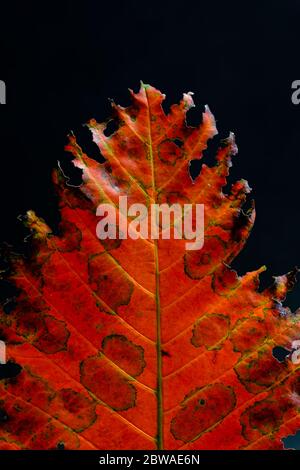 Vue macro isolée et colorée des feuilles d'automne Banque D'Images