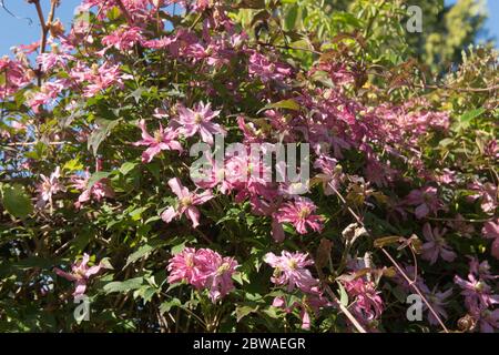 Double fleur têtes d'un arbuste à fleurs printanières grimpant à feuilles caduques Clematis (Clematis montana 'Broughton Star') dans un jardin de campagne Banque D'Images