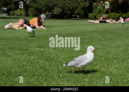 La Mouette argentée (Chericocephalus novaehollandiae / Larus novaehollandiae) passe devant les gens se détendant sur la pelouse du jardin botanique royal de Sydney, en Australie. Banque D'Images