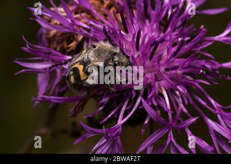 Le Trichius fasciatus est assis sur une fleur de chardon violet. Coléoptère avec un motif jaune-noir sur le corps. Animaux dans la faune. Banque D'Images