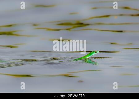 Green Mamba (Dendroaspis viridis) nageant dans le Nil, parc national de Murchison Falls, Ouganda. Banque D'Images