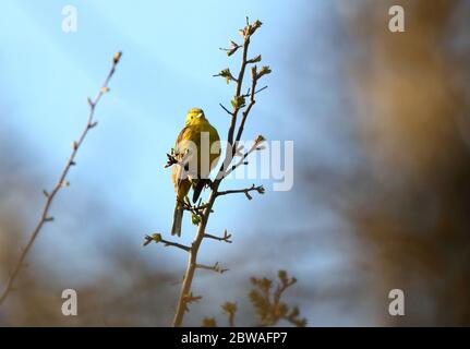 Un marteau jaune perché sur une branche sur un matin ensoleillé de printemps. Banque D'Images