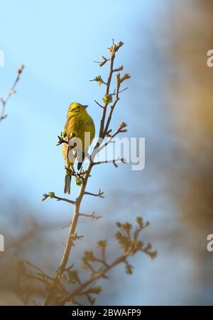 Un marteau jaune perché sur une branche sur un matin ensoleillé de printemps. Banque D'Images