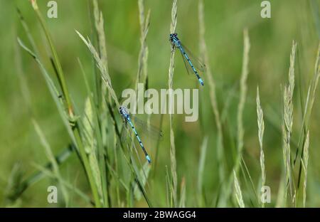 Gros plan sur une image de damselflies reposant sur des lames d'herbe dans un pré, Comté de Durham, Angleterre, Royaume-Uni. Banque D'Images