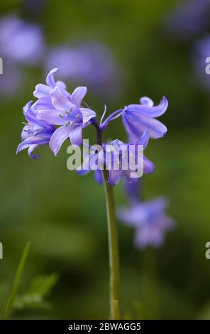 Gros plan d'un Bluebell espagnol dans un éclairage tamisé. Banque D'Images